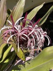 Crinum americanum