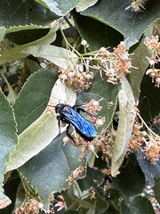 Laeviscolia frontalis