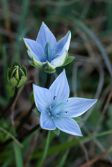 Lomatogonium carinthiacum