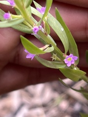 Lythrum hyssopifolia