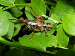 Barbitistes constrictus