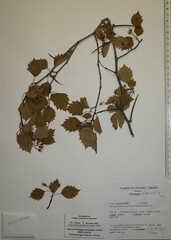 Crataegus fluviatilis