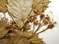 Crataegus fluviatilis