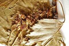 Crataegus fluviatilis