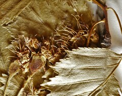 Crataegus fluviatilis