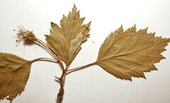 Crataegus fluviatilis