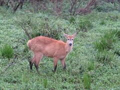 Blastocerus dichotomus