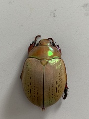 Anoplognathus olivieri