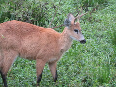 Blastocerus dichotomus