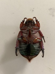 Anoplognathus olivieri