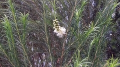 Melaleuca armillaris