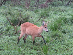 Blastocerus dichotomus
