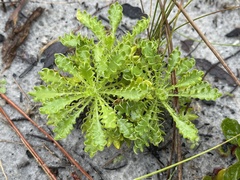 Eryngium aromaticum