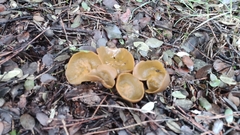 Sowerbyella radiculata