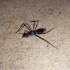 Taeniapterinae