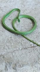 Leptophis diplotropis