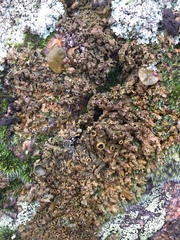 Xanthoparmelia pulla