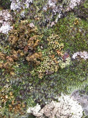 Xanthoparmelia pulla