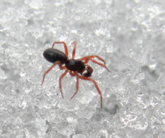 Walckenaeria castanea