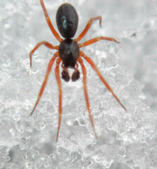 Walckenaeria castanea