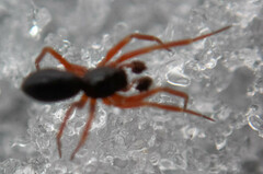 Walckenaeria castanea