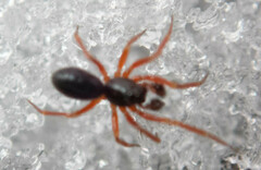 Walckenaeria castanea