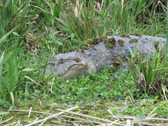Caiman latirostris