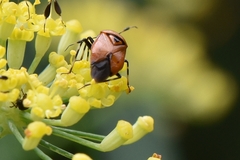 Deraeocoris punctum