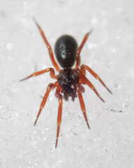 Walckenaeria castanea