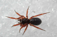 Walckenaeria castanea