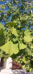 Ginkgo biloba