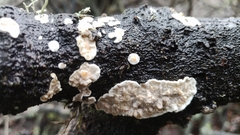 Exidiopsis leucophaea