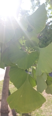 Ginkgo biloba