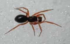 Walckenaeria castanea