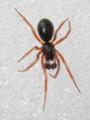 Walckenaeria castanea