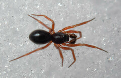 Walckenaeria castanea