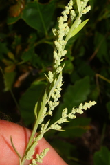 Chenopodium foggii