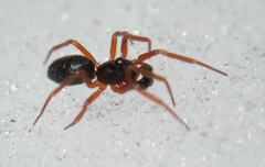 Walckenaeria castanea