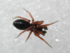 Walckenaeria castanea