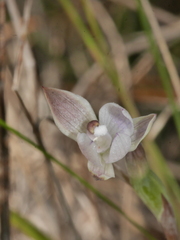 Thelymitra purpureofusca