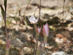 Thelymitra purpureofusca