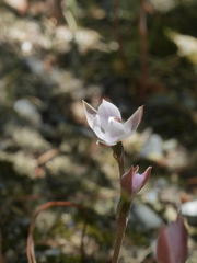 Thelymitra purpureofusca