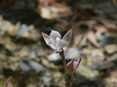Thelymitra purpureofusca