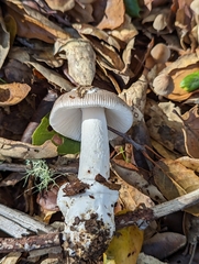 Amanita constricta