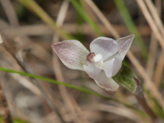 Thelymitra purpureofusca