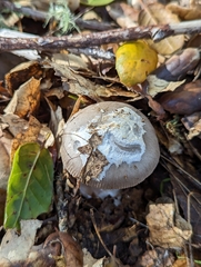 Amanita constricta