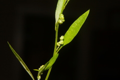 Chenopodium foggii