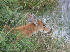 Blastocerus dichotomus
