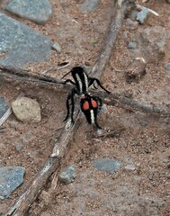 Traumatomutilla centralis