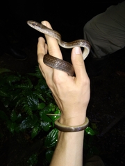 Mastigodryas melanolomus